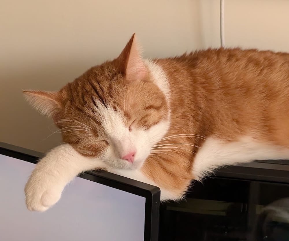 Blue is an orange (don't get confused!) tabby cat who can be seen asleep with his head on the top of a computer monitor, asleep, with his head on his paw.