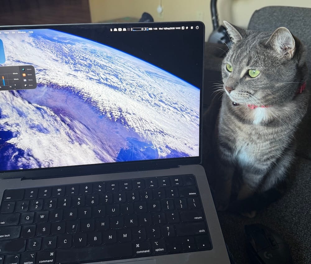 Lucy is a very cute grey kitty who is seen sat next to their human's laptop, which is open, as if to guard it.