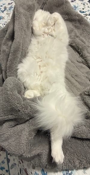 Storm is a white fluffy kitty who is asleep and cuddled up on a towel, laying on their back.