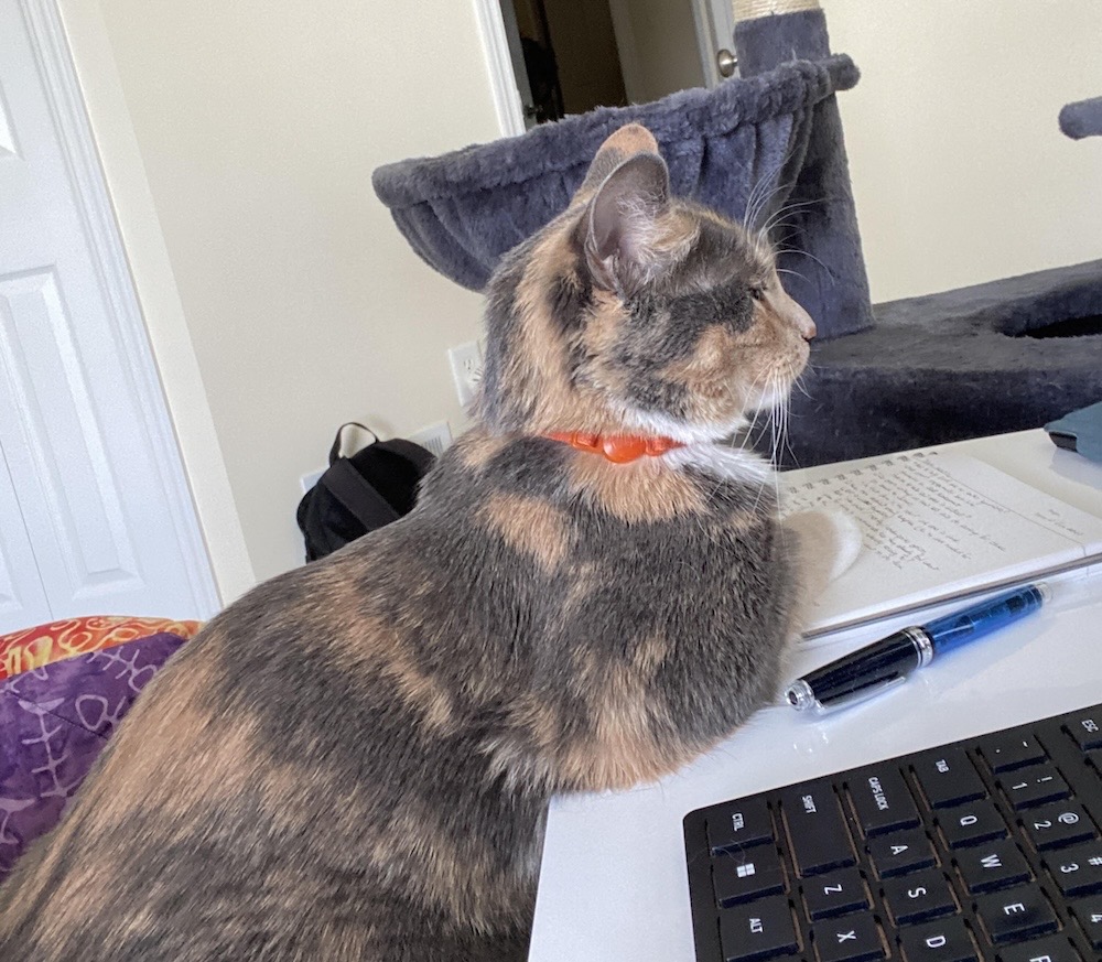 Corrie is an orange and light grey/brown mix shorthair kitty resting on her human's computer and notepad. 