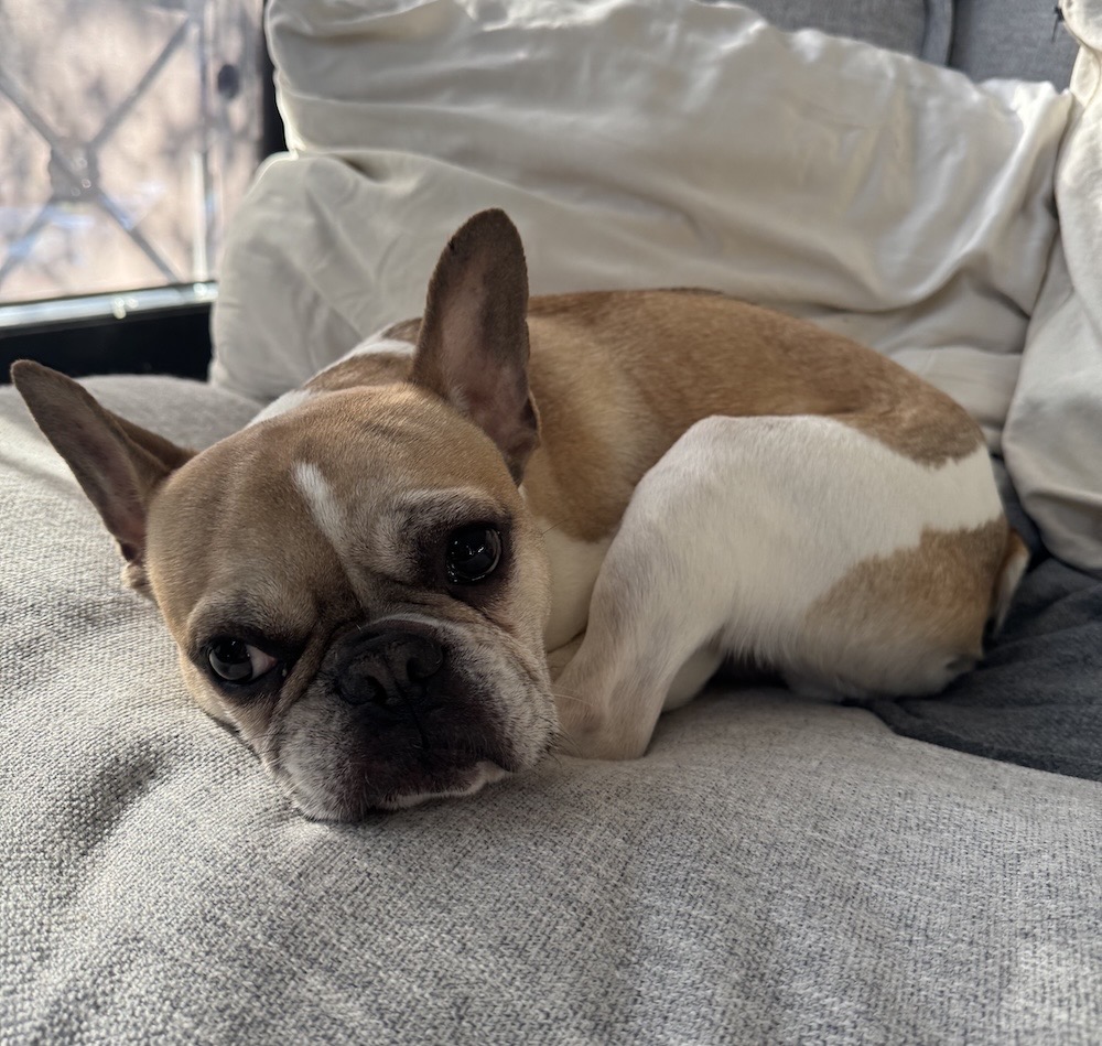 Loaf is a very handsome frenchie pup, who's asleep on a blanket.