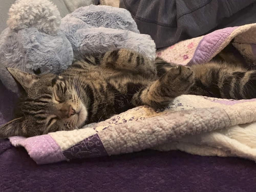 Sage is a light and dark brown tabby kitty asleep on a blanket, looking extremely cute and fuzzy.