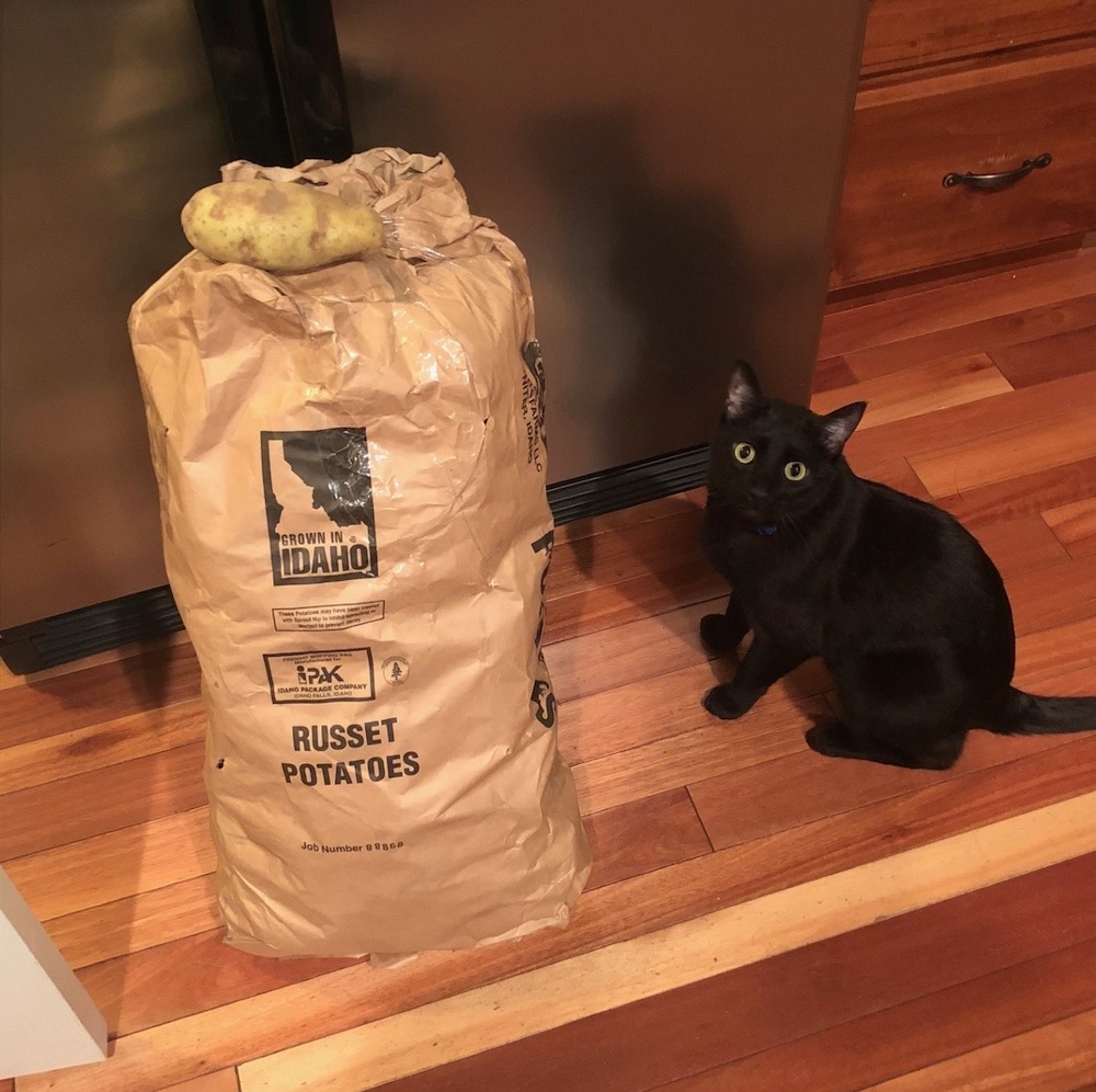 Taco is a jet black cat guarding a big sack of russet potatoes in his human's kitchen.