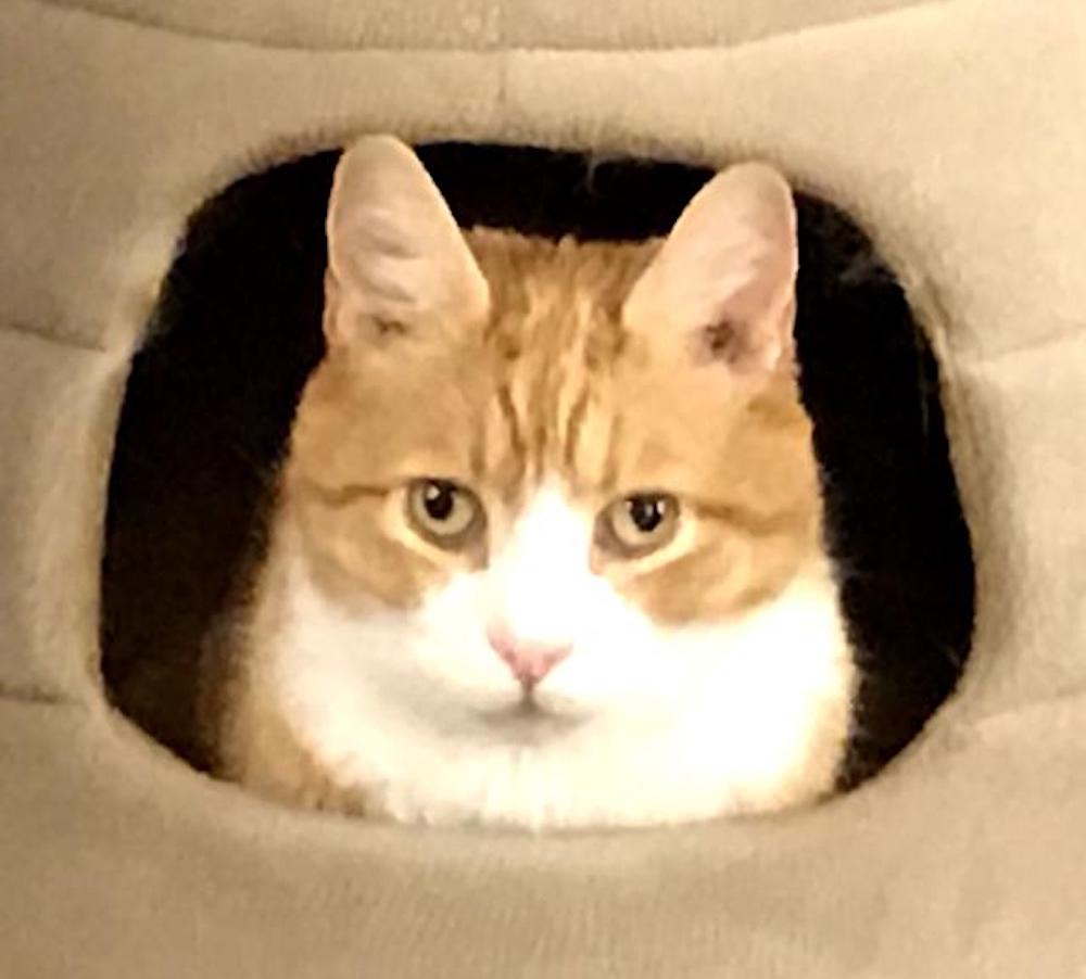 An orange cyber cat called Balthazar poking his head through an enclosed cat cushion.