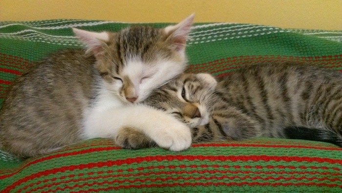 Finn and Tamo from left to right.