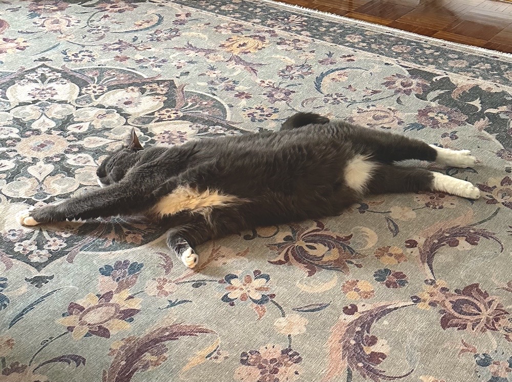 Theo is my youngest cat, who can be seen here stretched out on the rug, with his belly fuzz exposed, half asleep. 
