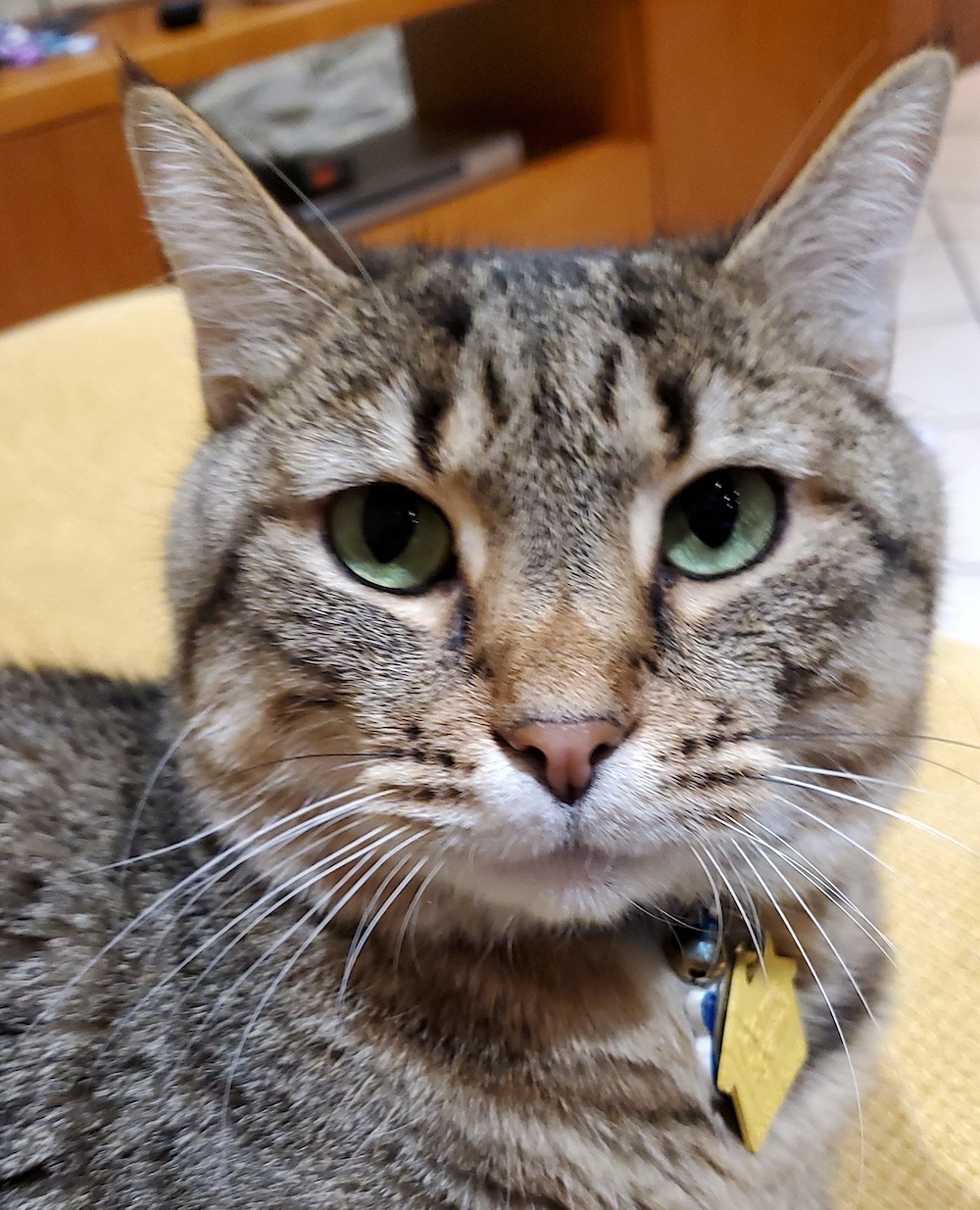 Shane is a very handsome, green-eyed tabby cat who's looking directly into the camera with a serious (but cute!) expression on his face.