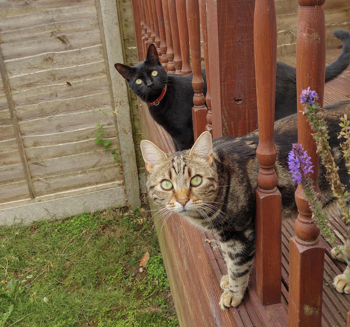 Two cats, one black called Priya, and one tabby and stripy cat called Raj.
