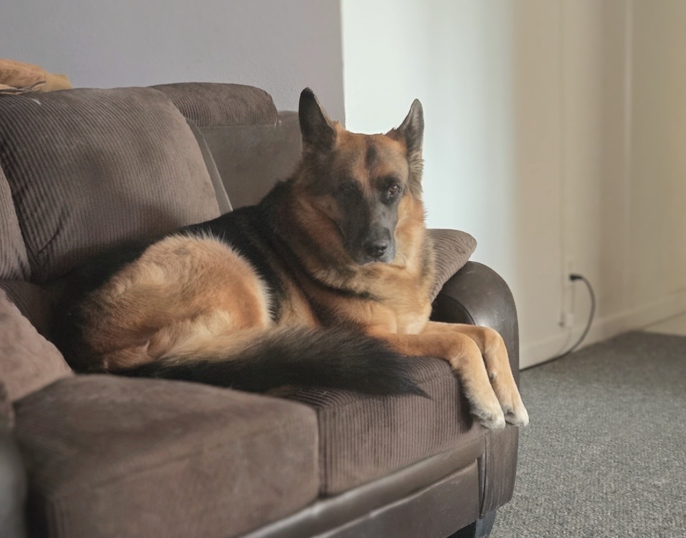 Zayah is a King Shepard mix who can be seen with her paws in front of her laying on a couch.