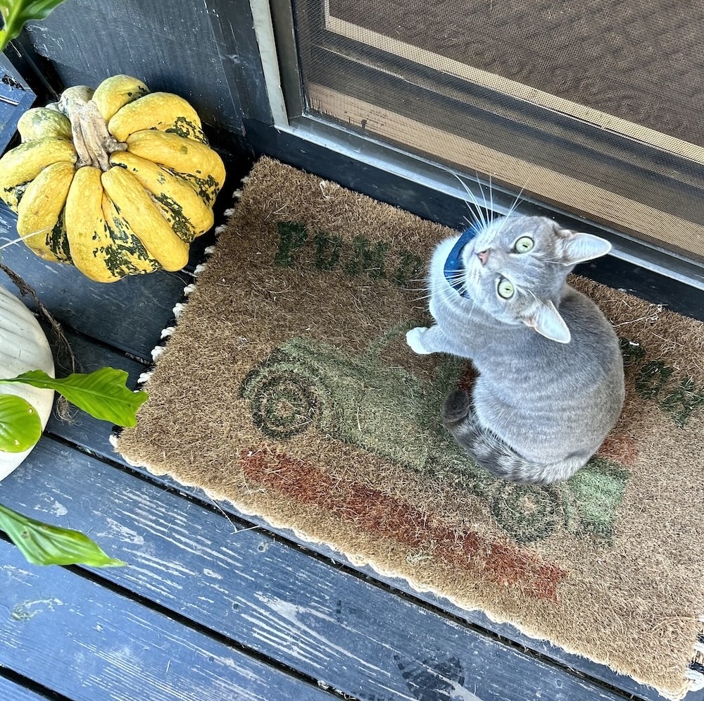 Puffin is a grey cybercat with a blue collar, sitting on a door mat outside on a patio, waiting to be let into the house.
