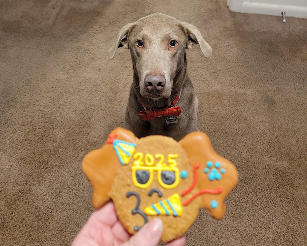 Kenobi is a very handsome grey and brown pup waiting to eat a cookie from his human's hand.