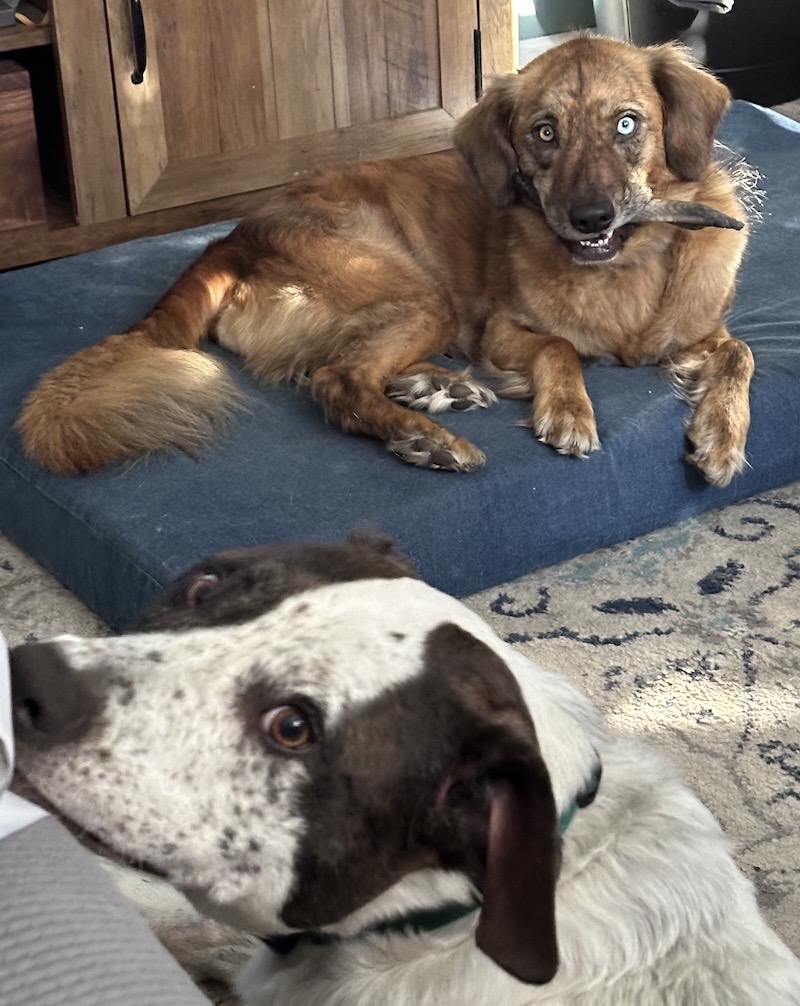 Daisy is a brown pup and Bear is a white pup with brown ears.