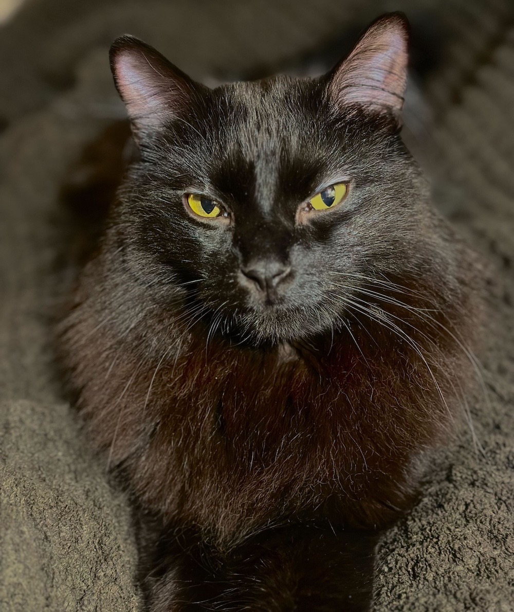 Forest is a jet black cybercat with hypnotically beautiful eyes, sat with their paws in front of them. Perfect kitty. 