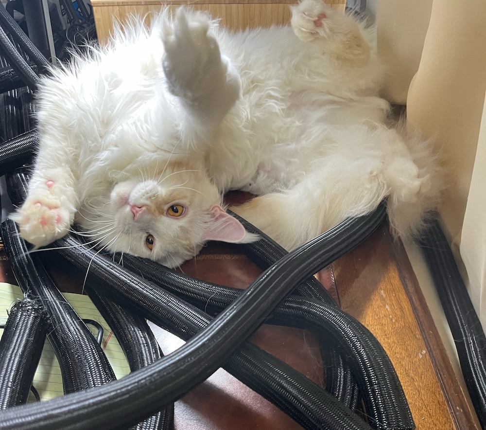 Poe is a white, fluffy kitty who's surrounded by a bunch of black cable protectors.