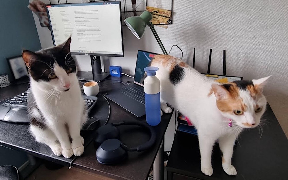 Two lovely cybercats, Pien (left, a black and white cat), and Muis (right), who is black, white and ginger, who are stood on their human's desk trying to get their attention.