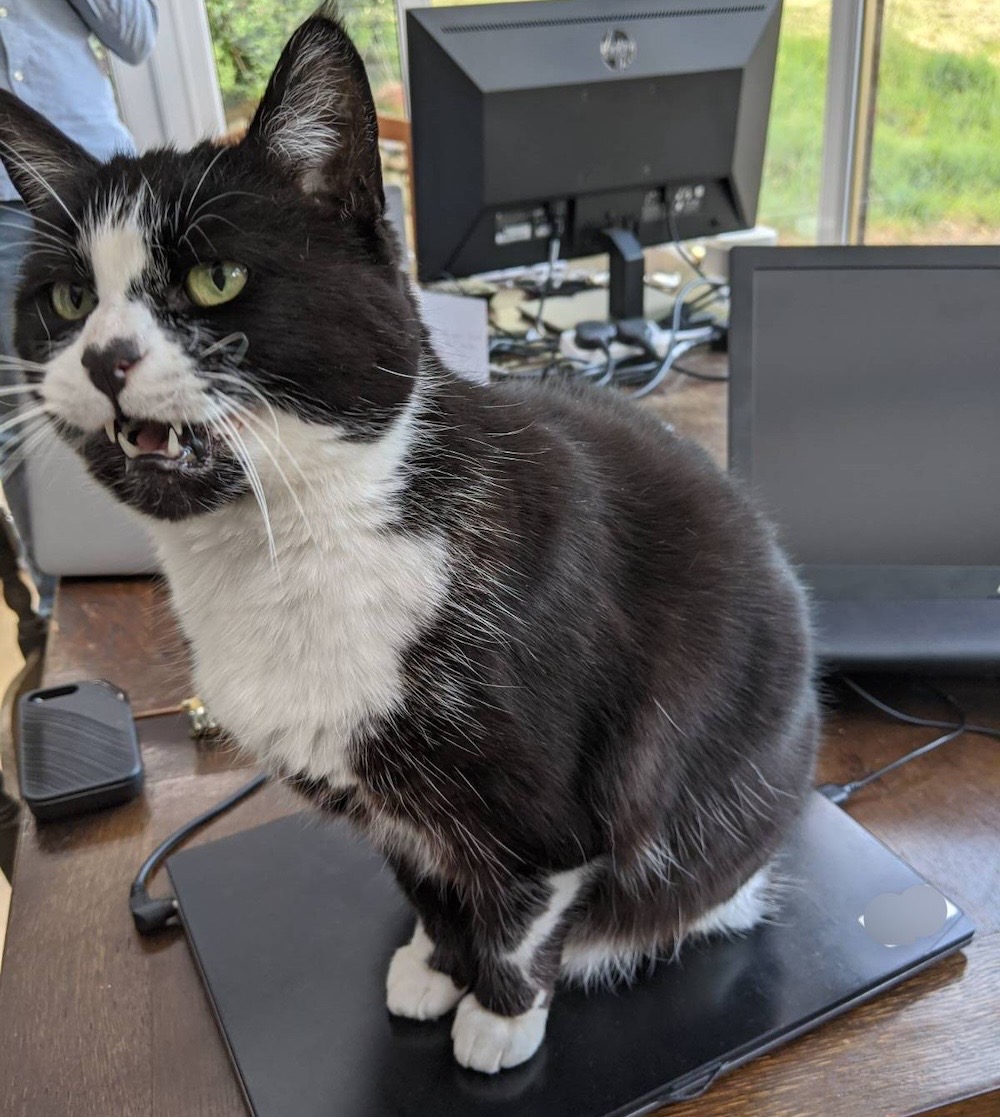 Miffy, a black and white kitty sitting on a desk with computers, and visibly meowing.