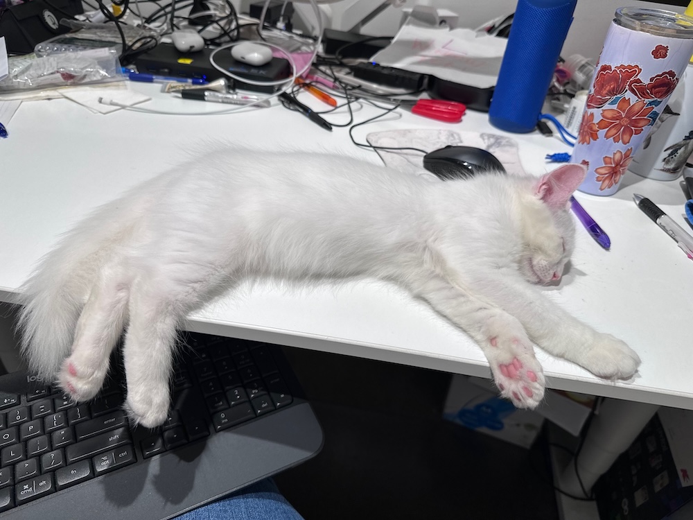 Storm is a white furry kitten sprawled out asleep on their human's desk with their belly exposed.
