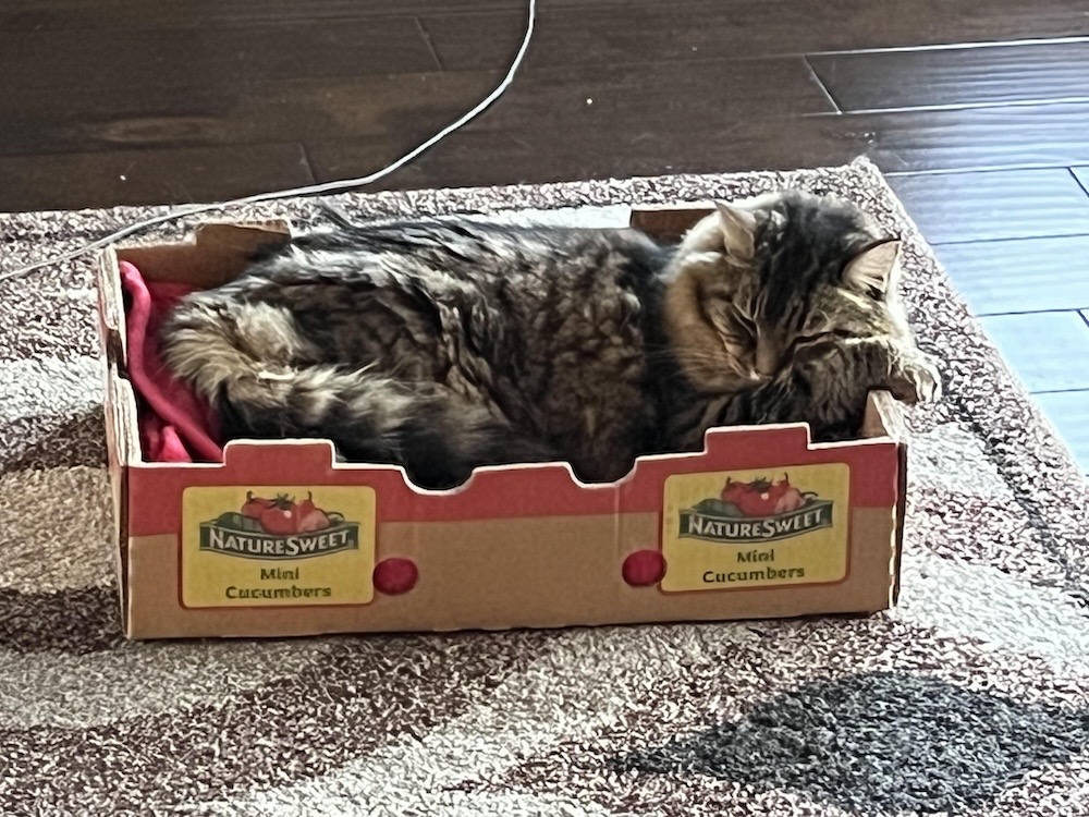 Moe, a furry kitty laying asleep in a cardboard box on a rug.
