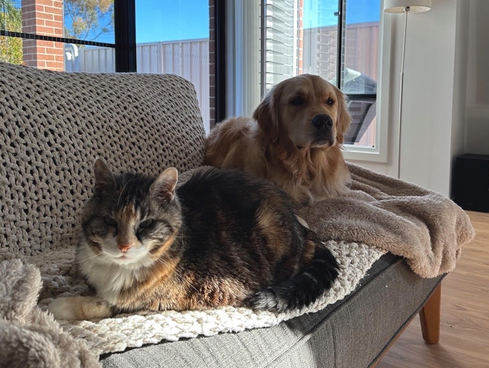 Pepsi is an orange and brown kitty on a couch next to Toby, a very handsome pup.