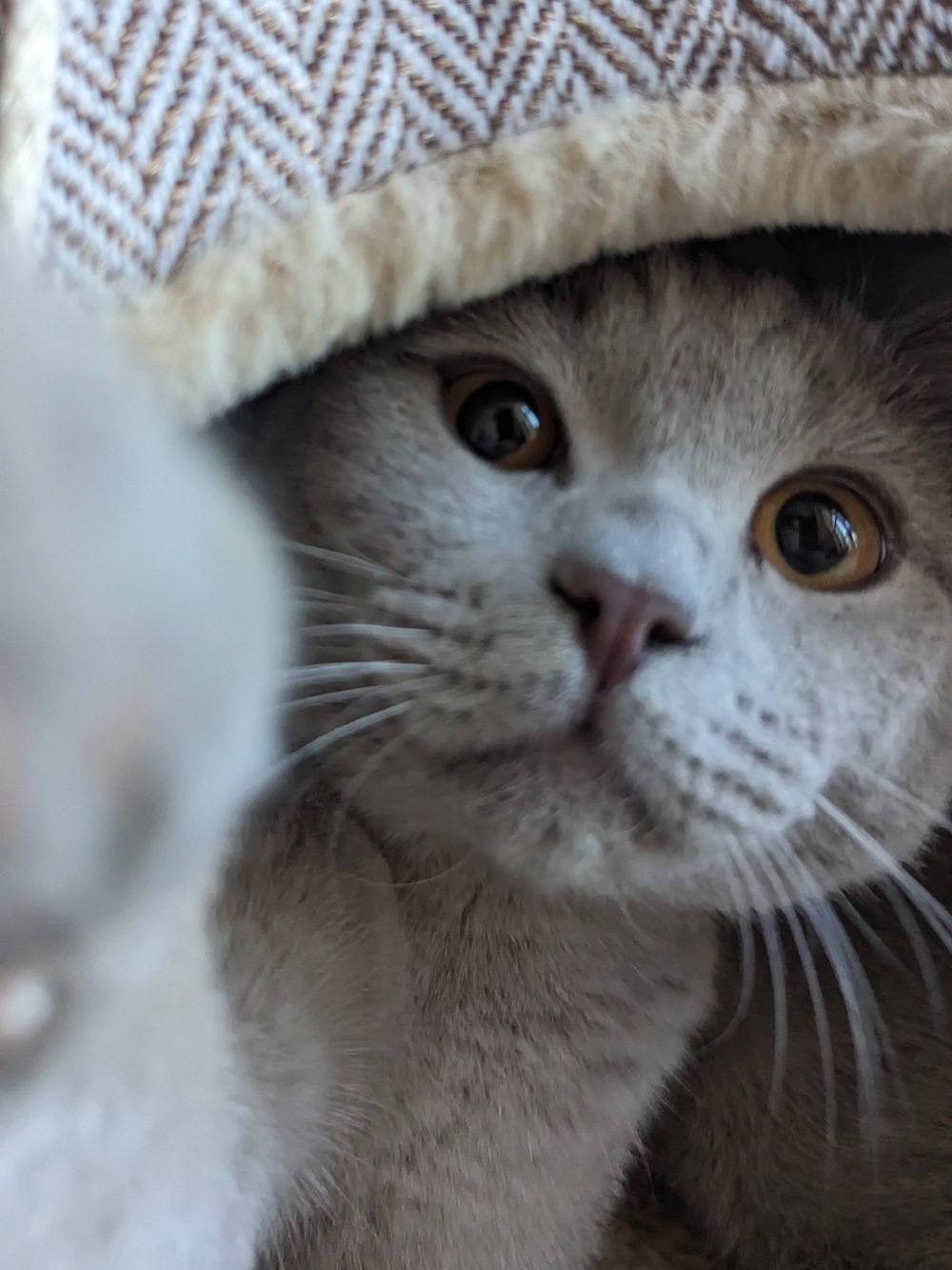 A cyber cat called Manuel