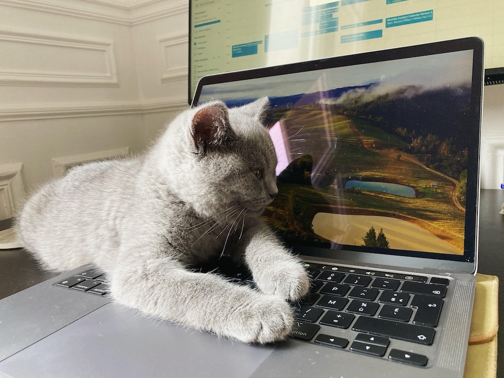 A photo of Sir Tomas Puffington, a grey kitty, sprawled out over a computer laptop.