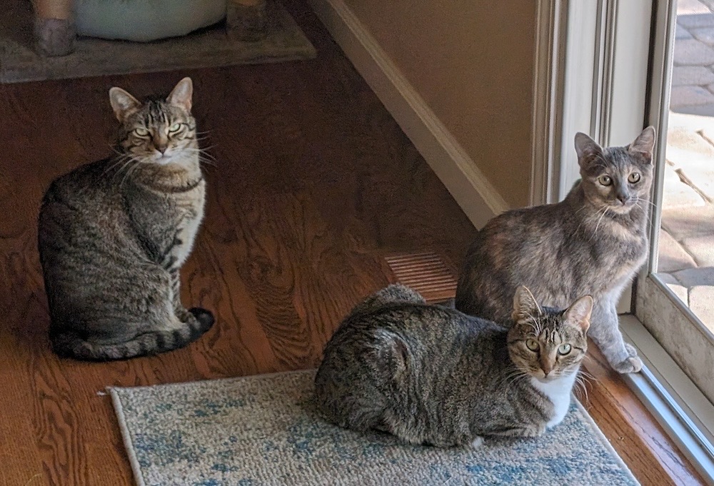 Three cyber cats sitting by a patio door. 