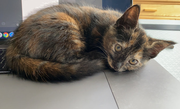 Molly, a brown and orange patched kitten sitting on a laptop keyboard and trackpad, looking into the camera.
