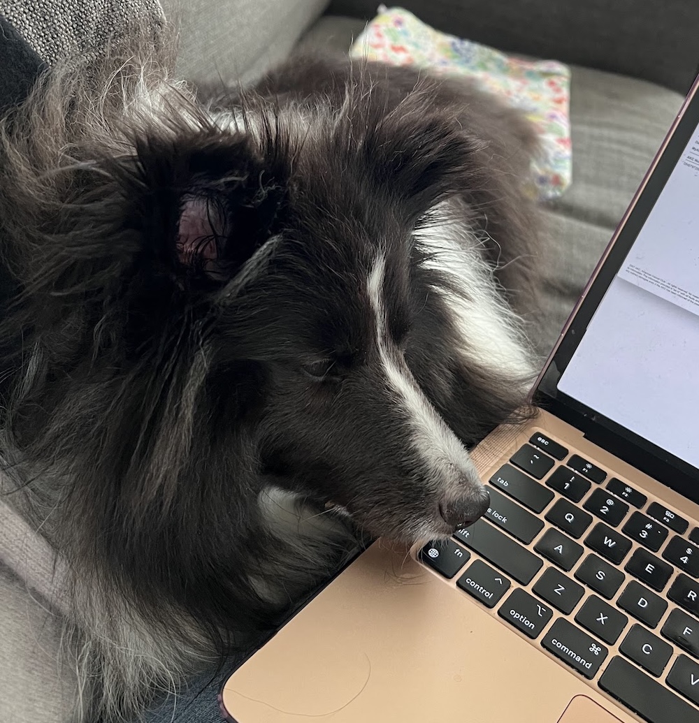 Tallie is a brown/dark and white furred doggo sat on a couch next to their human's laptop.