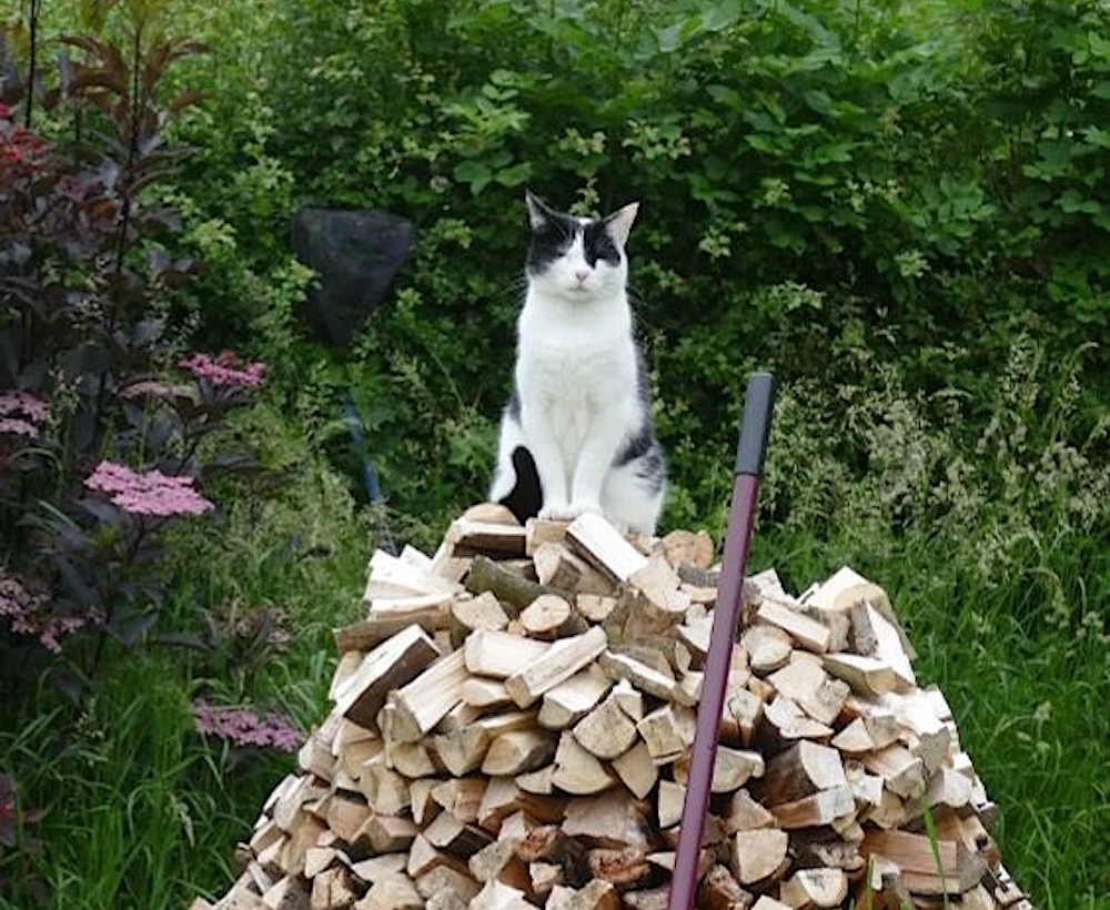 A black and mostly-white cat called Bridget, whose owner painted his perceived adventures of his cat while she was missing for a few weeks.