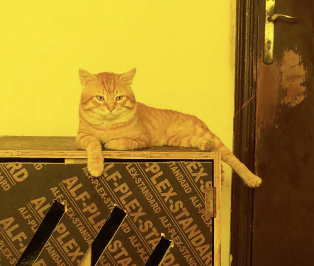 HRH Lord Meow, sitting on top of a cupboard next to a closed door.