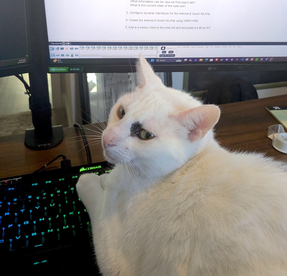 Shiner is a beautiful white cat with slightly blackened eyes, and sitting with their paws on the keyboard looking into the camera.