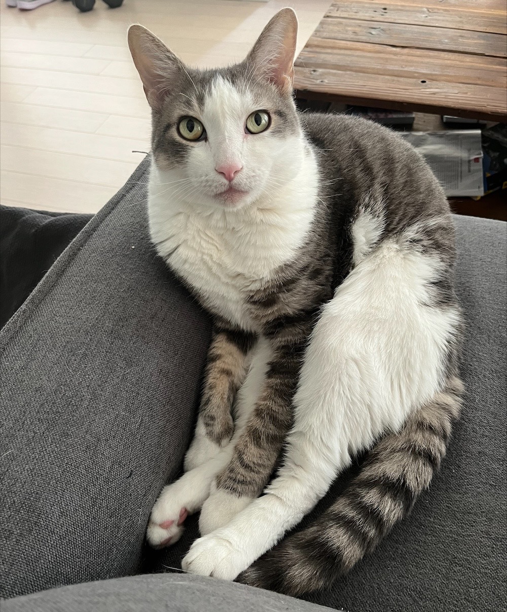 Boris is a white and grey cybercat.