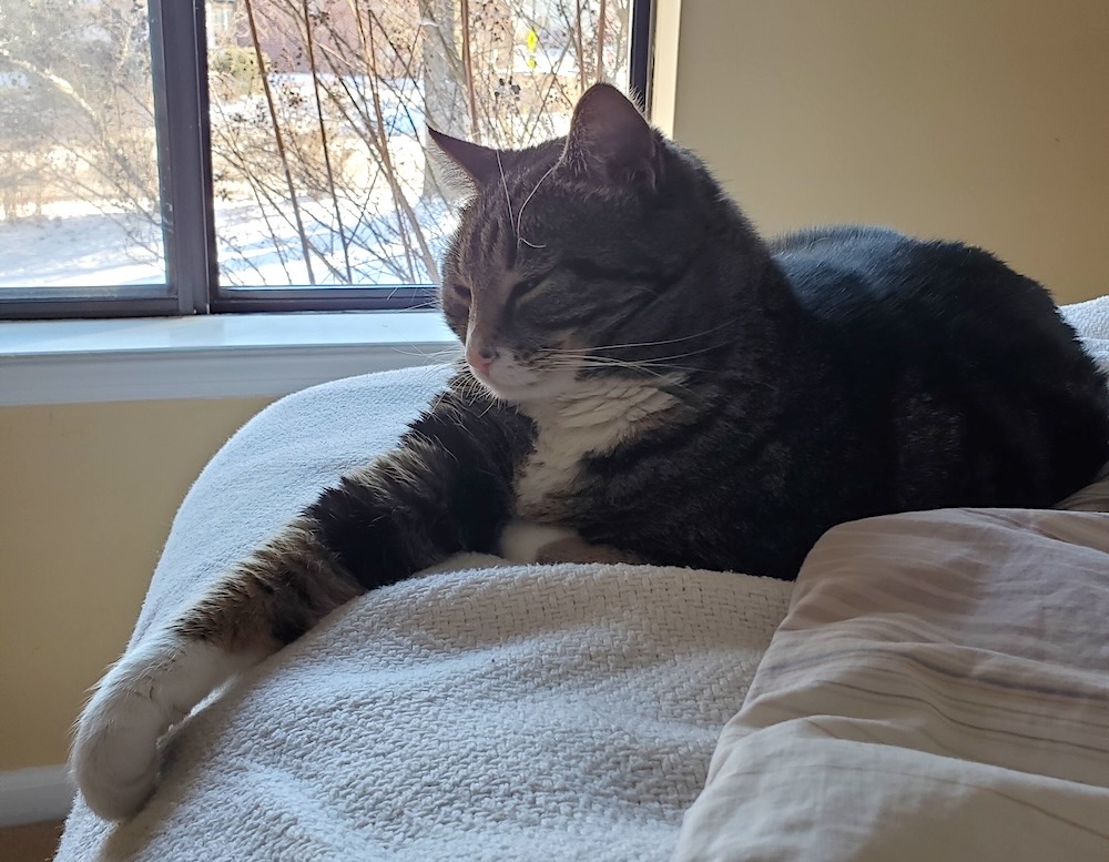 Didi is a tabby kitty sat on a blanket, in the background is a window with snow outside.