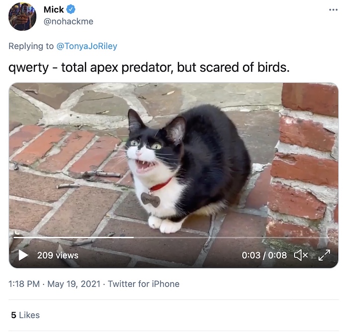 Click through for a video of a cat chattering.