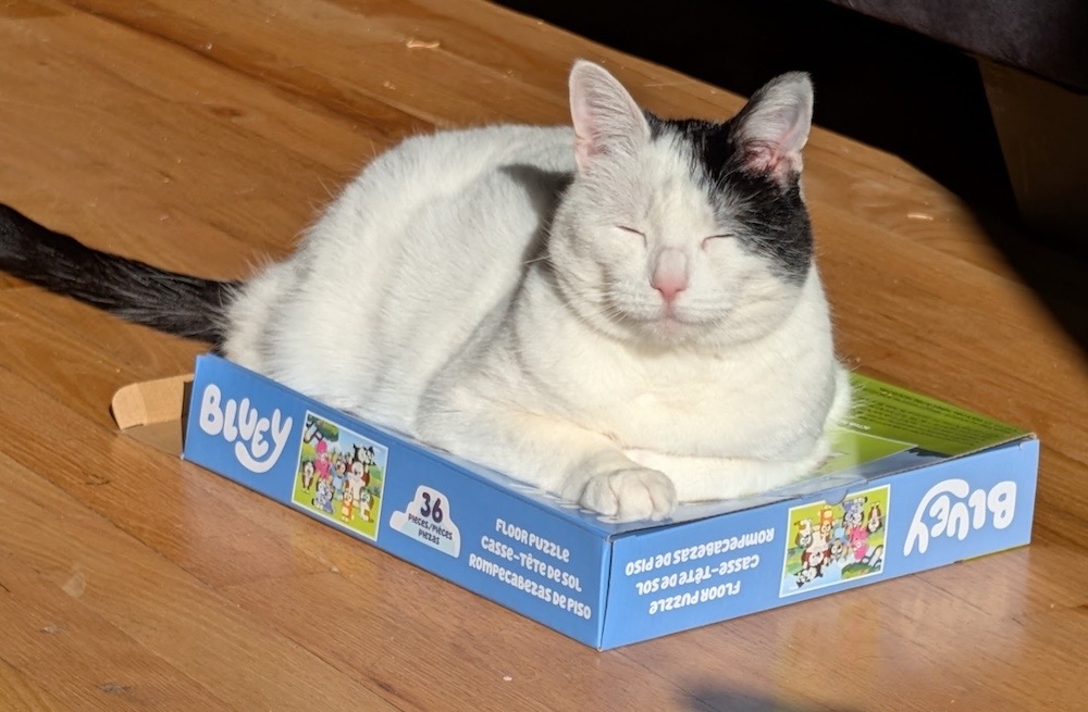 Yoshi is a mostly-white cat with a black stream by her ear, sitting on a board game box and basking in the sunlight.