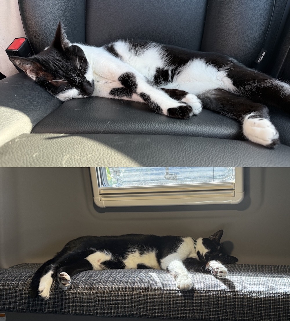 Batman (top) and Arya (bottom) are two black and white, very cute sleeping kitties, basking in the sun.