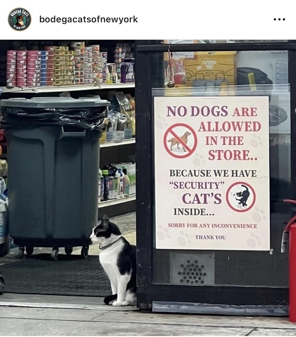 A cat stood in the doorway of a New York City small grocery store (aka bodega) with a sign that says, "No dogs are allowed in the store... because we have 'security cats' inside."