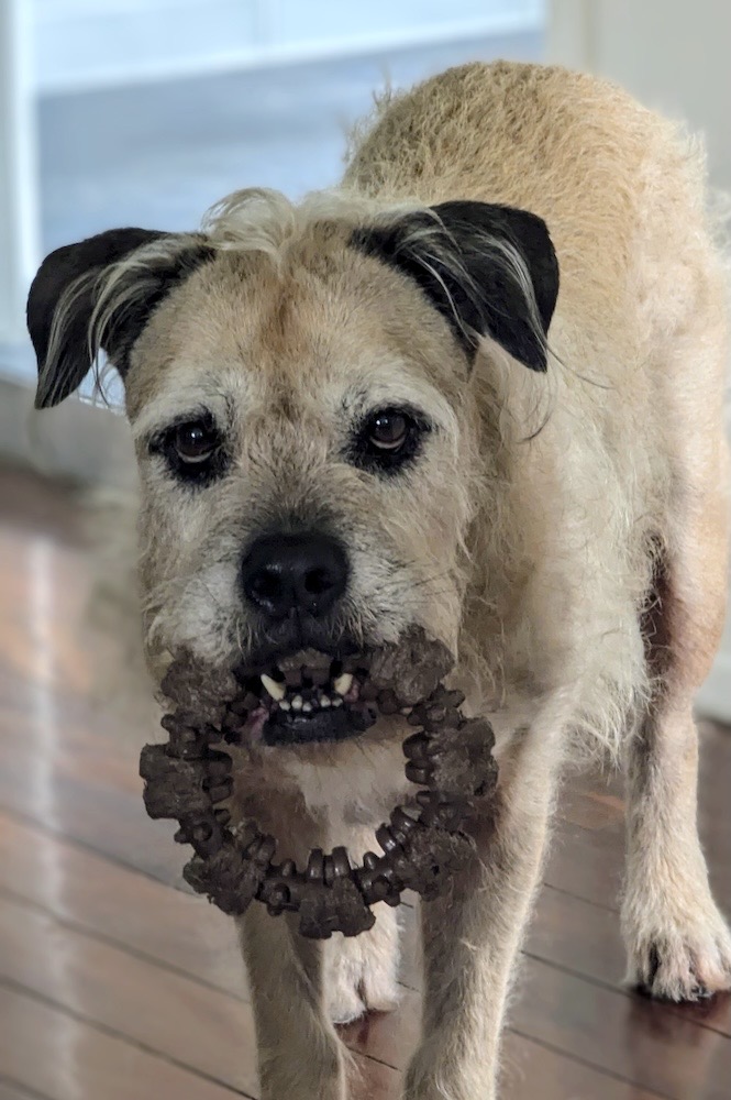 Terrance is a very handsome cyber-dog with a toy in his mouth. 
