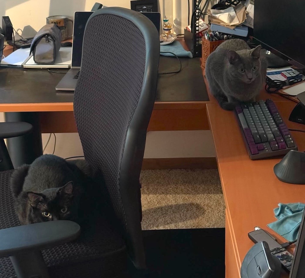 Two cats, Kirby (black, on an office chair) and Kodo (gray) sat next to a computer keyboard.