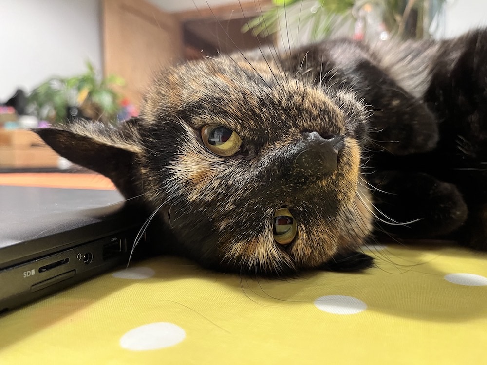 Molly, a black and brown cat with her head resting on her human's laptop.