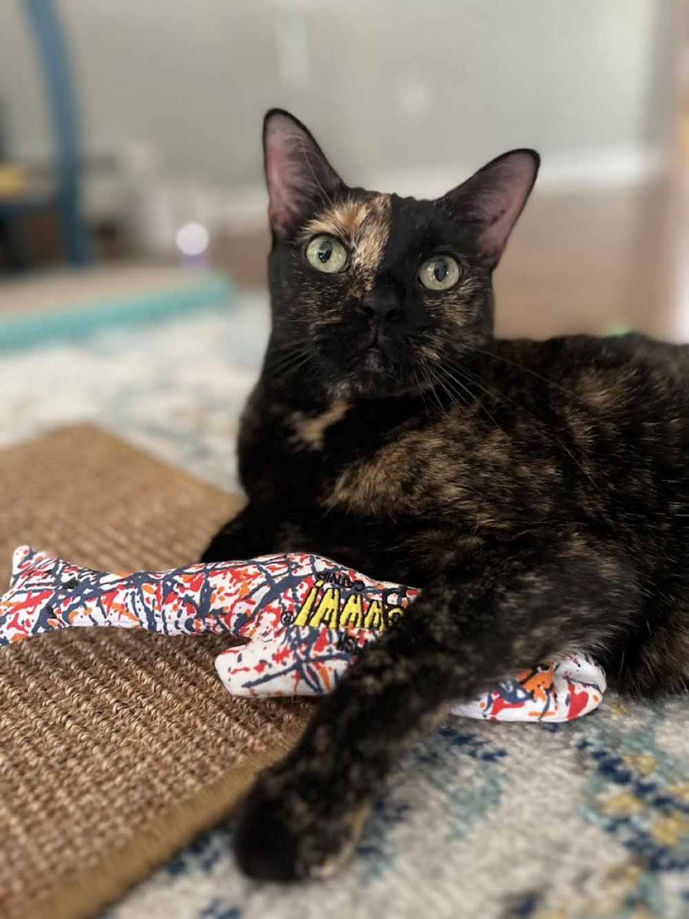 A black and brown cat called Nymeria, who has caught a toy fish.