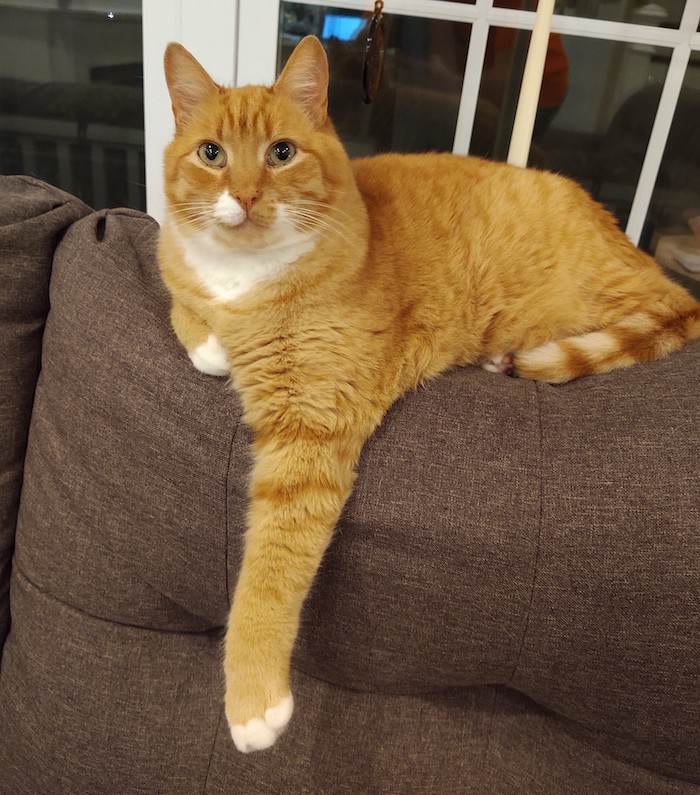 This week's cyber cat is a ginger kitty called Milton.