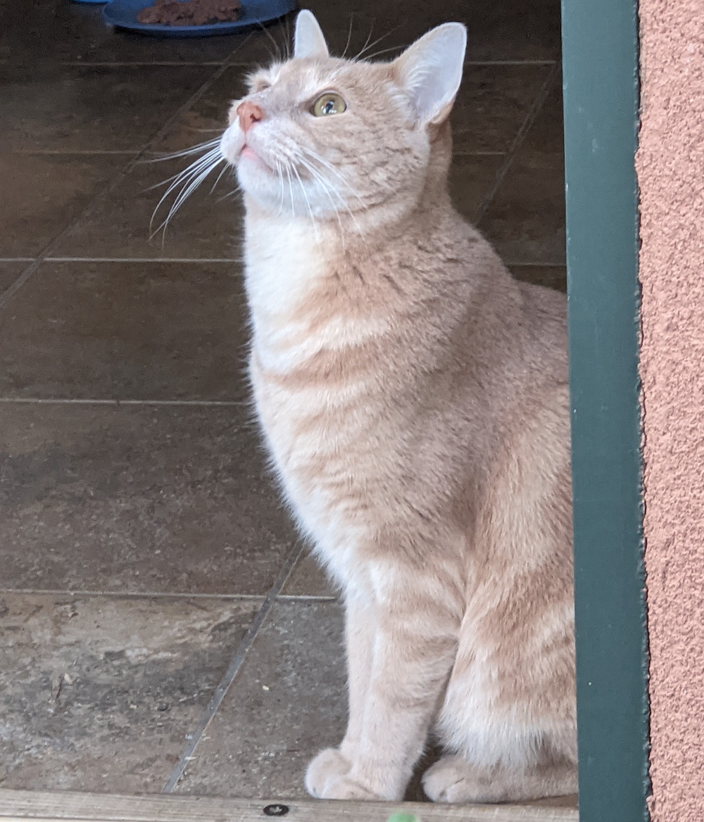 A lightly ginger cat called Hoa standing in the doorway.