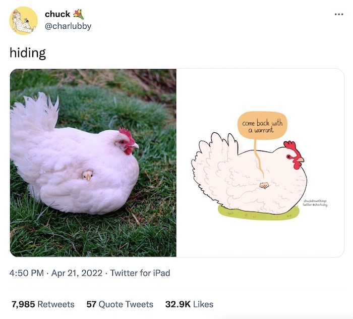 A photo of a chicken on the left-hand size, with a chick nestled in her feathers with its head poking out, and a cartoon next to it of the same photo but with a speech bubble from the chick saying " come back with a warrant."