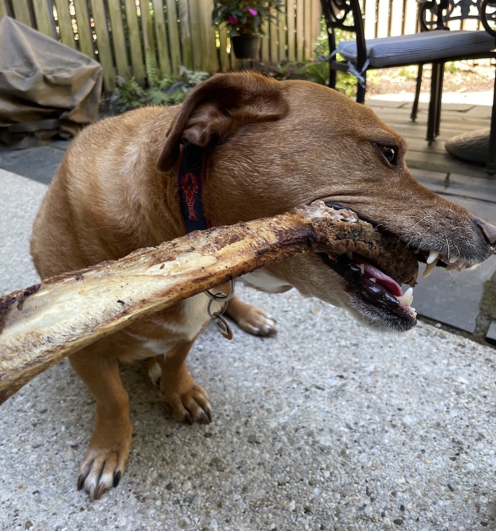 Ginger is a brown shorthair dog who can be seen chewing on a bone.