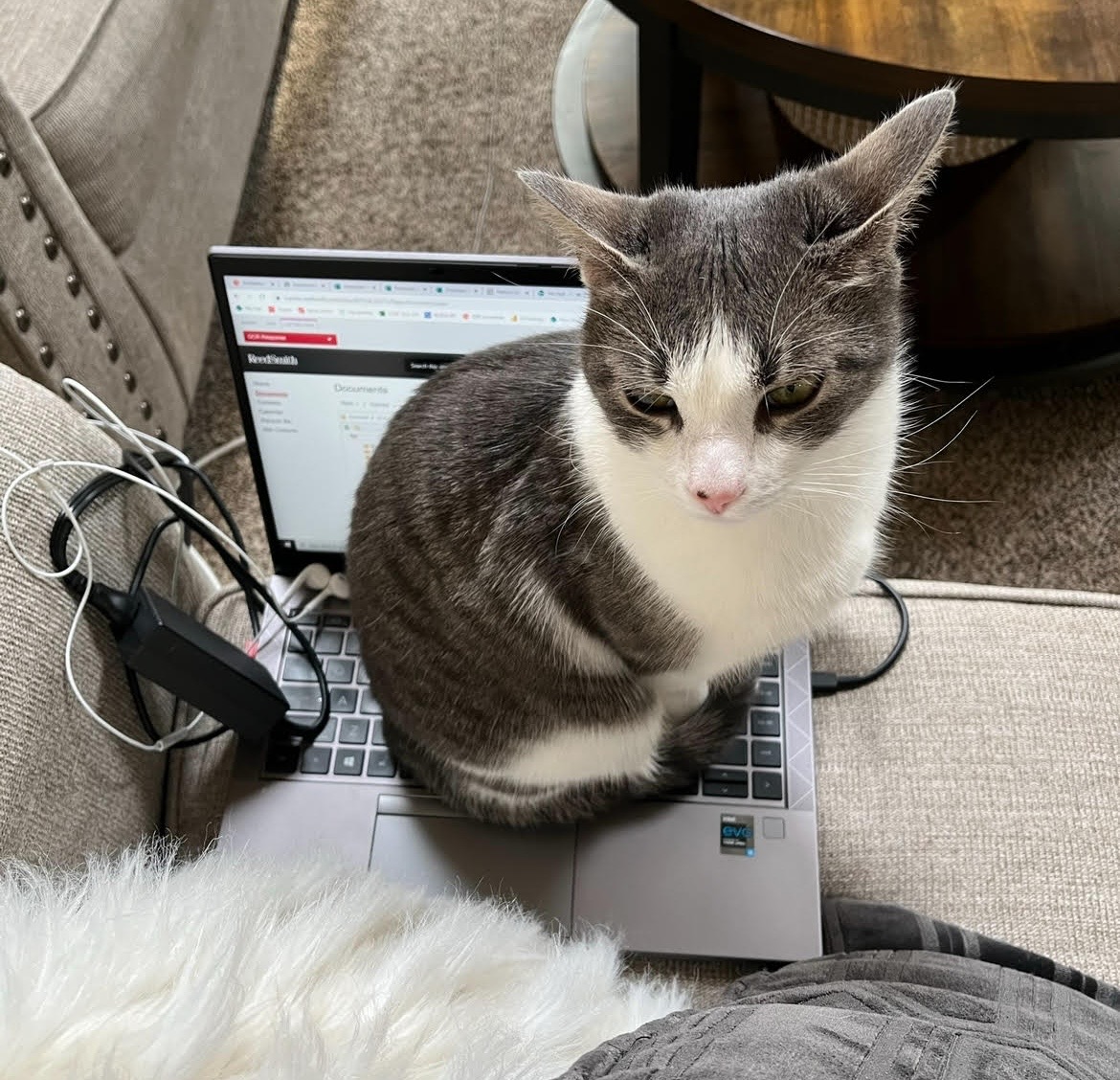 Princess Buttercup is a white and grey kitty sitting on their human's laptop on a couch.