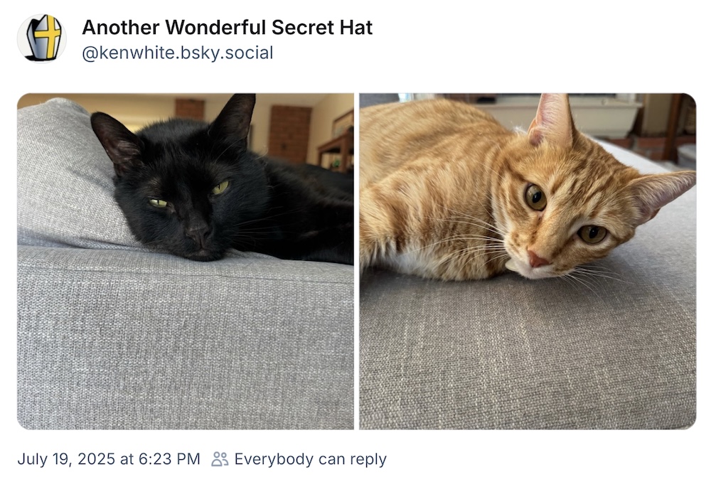 Ken White post on Bluesky, featuring two half-asleep cats, one black on the left and a ginger tabby on the right.