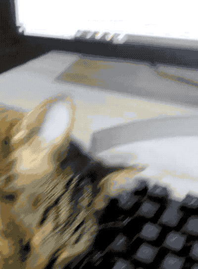 An animated GIF of a cat, asleep with its head on a keyboard, and the camera panning to and from the display, which is a text document that's filled with a million Z's.