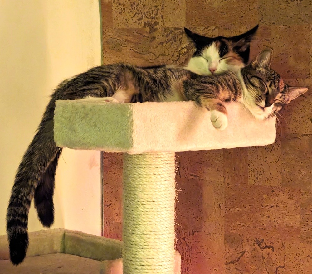 Indy and I-No are two tabby kittens asleep and cuddling each other on top of a cat tree.