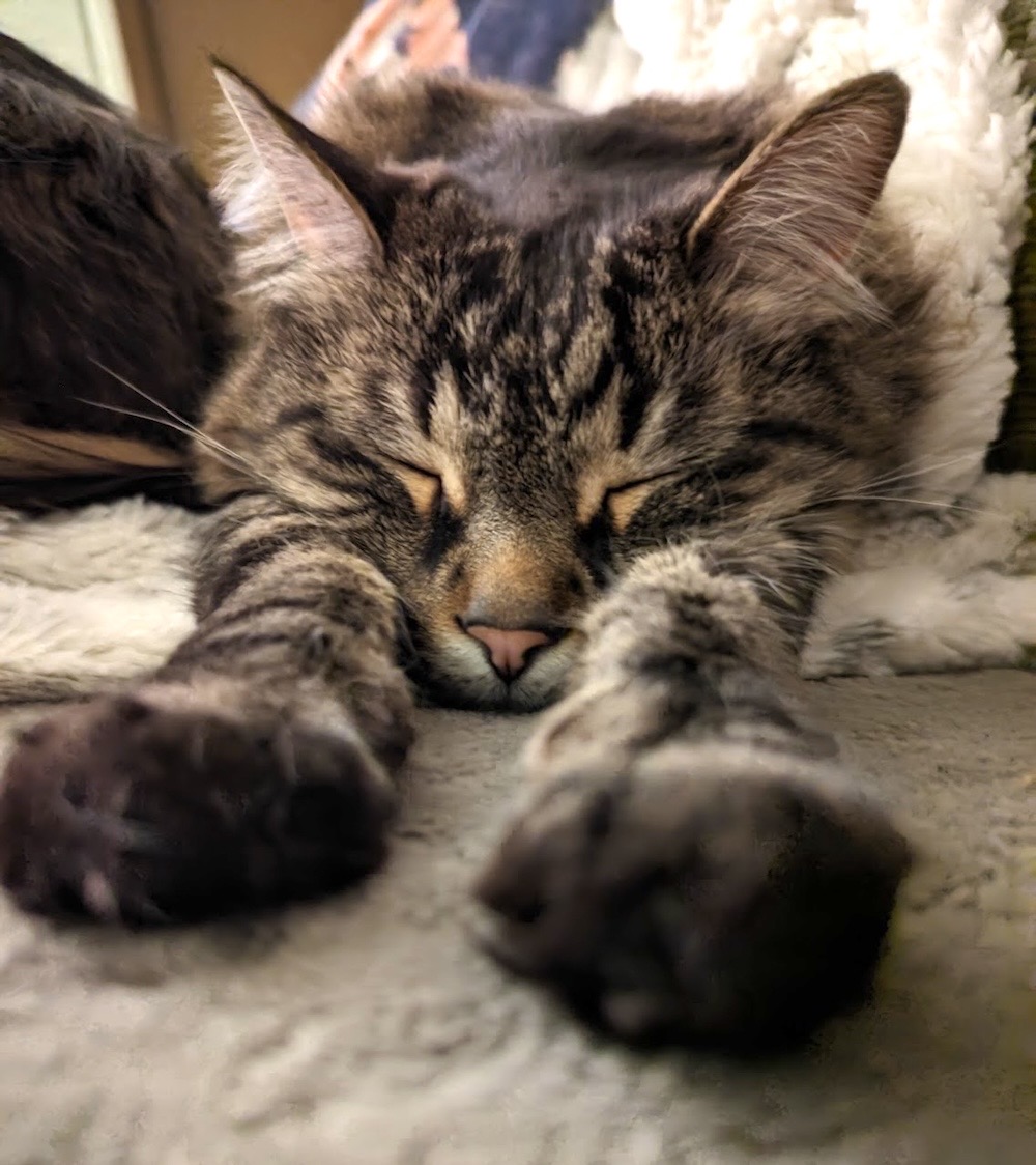 Murphy is a light and dark brown tabby kitty asleep and stretched out on a blanket.